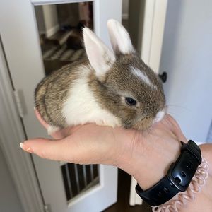 Meet your Posher, Emma